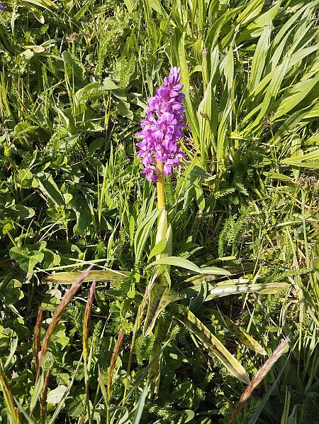 Orchis mascula  - Ludwig Declomesnil