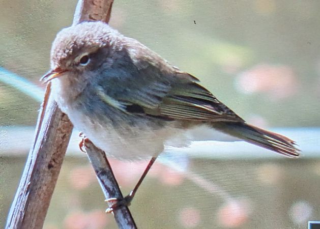 Mosquiter comú tipus tristis  - Ferran Pujol