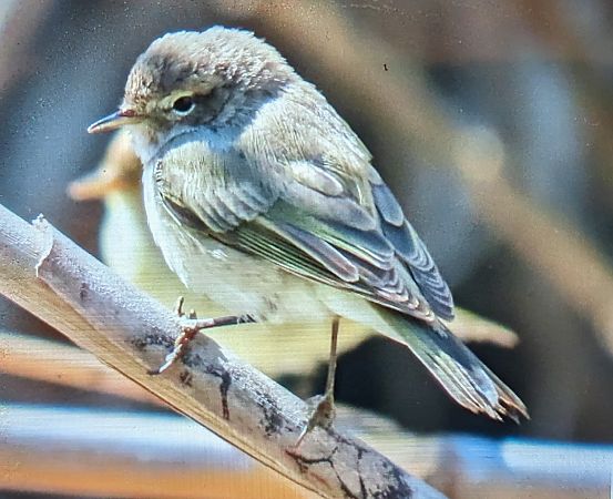 Mosquitero común tipo tristis  - Ferran Pujol