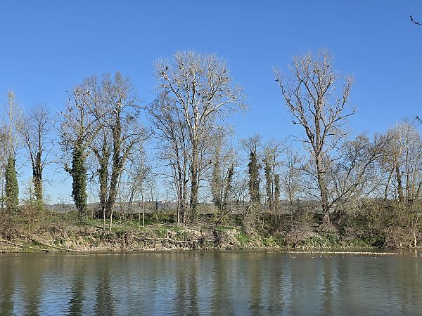 Cormorano  - Sergio Fasano