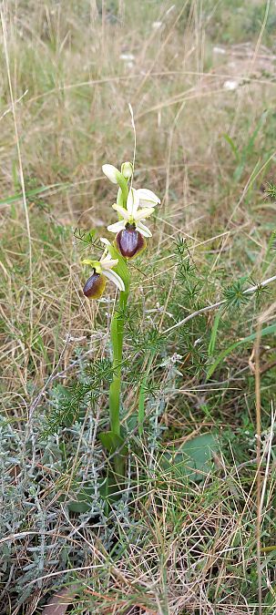 Ophrys araneola  - Gerard Chassan