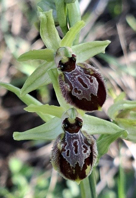 Ophrys occidentalis 