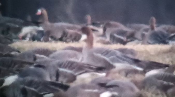 gęś krótkodzioba  - Michał Polakowski