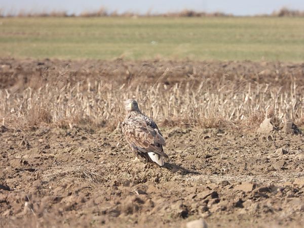 bielik  - Adrian Dudkiewicz