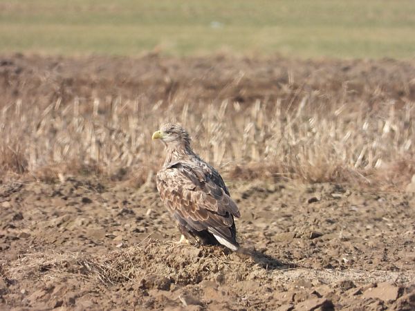 bielik  - Adrian Dudkiewicz