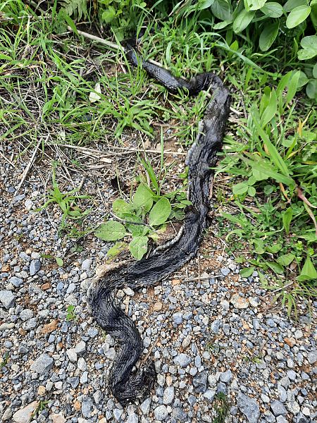 Biacco  - Michele Coppola