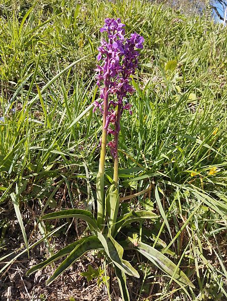Orchis mascula  - Ludwig Declomesnil