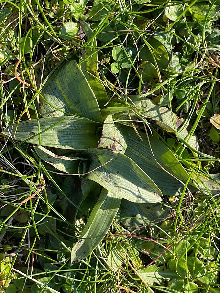 Ophrys apifera  - Olivier Guillemet