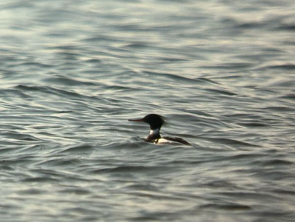 szlachar  - Artur Andrzejewski