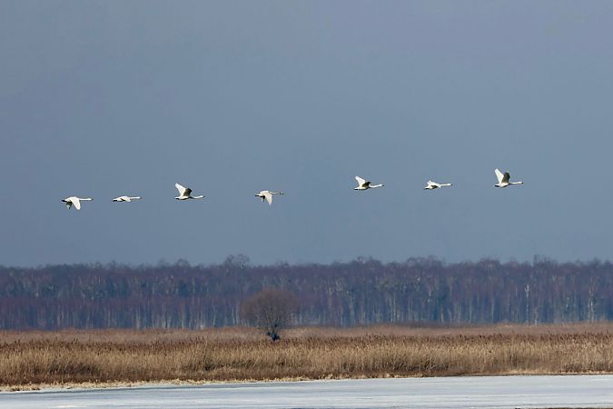 łabędź krzykliwy  - Wojciech Kaczor