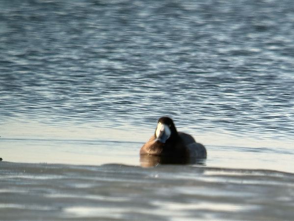 ogorzałka  - Artur Andrzejewski