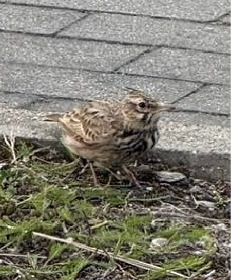 dzierlatka  - Maciej Aleksandrowicz