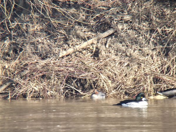 cyraneczka  - Sebastian Watras