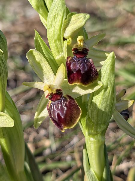 Ophrys exaltata subsp. marzuola  - Michel Robin