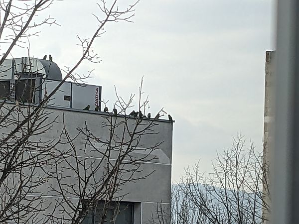 Aratinga mitrada  - Ferran Pujol