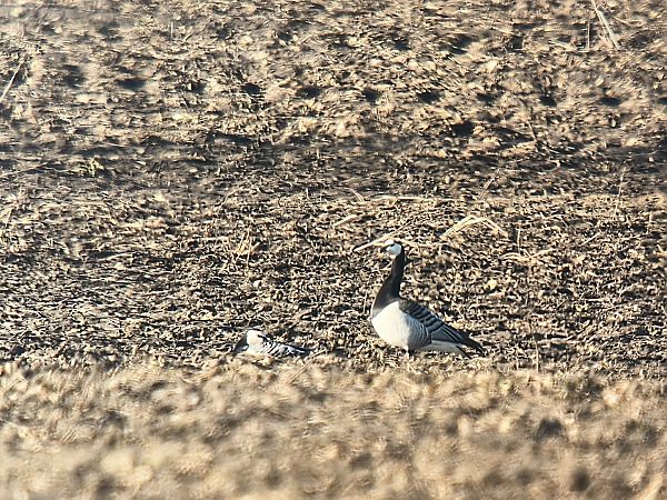 bernikla białolica  - Michał Białek
