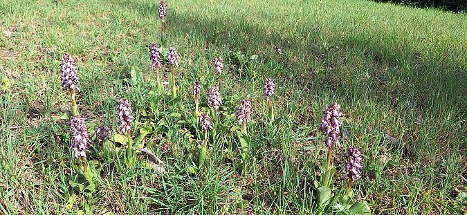 Himantoglossum robertianum  - Yolande Lansonneur