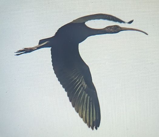 Capó reial  - Ferran Pujol