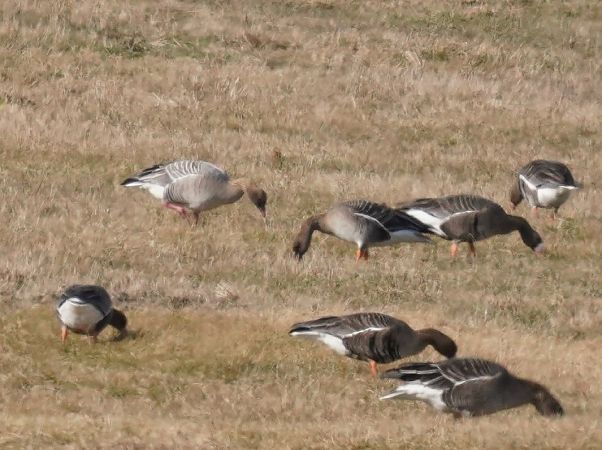 Oie à bec court  - Monika Żochowska