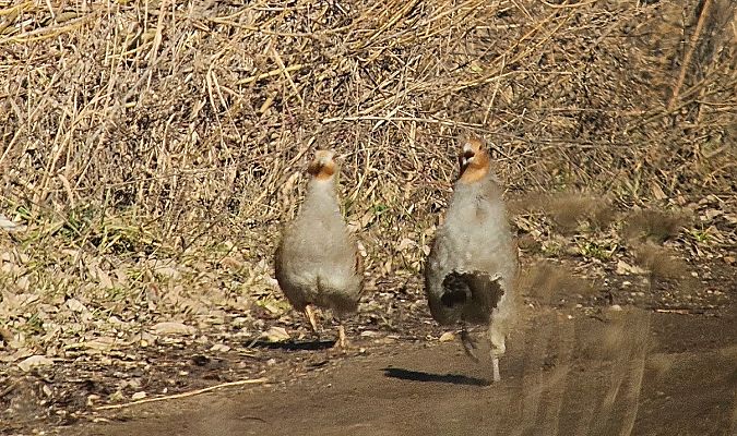 kuropatwa  - Anna Kaniewska-Skoczylas