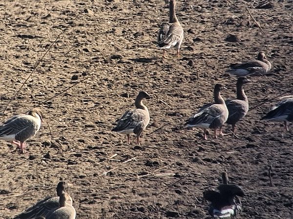 Kurzschnabelgans  - Bartosz Krąkowski