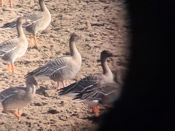 Oie à bec court  - Bartosz Krąkowski