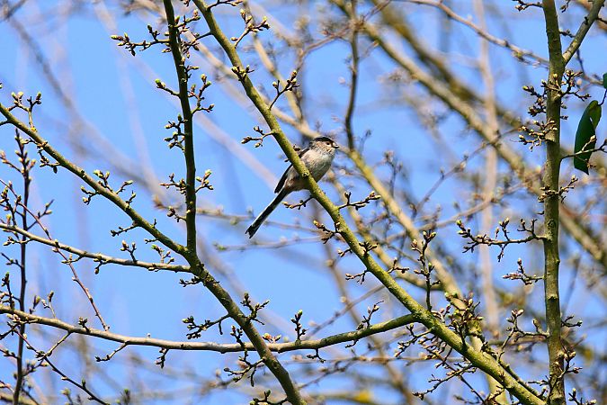 Codibugnolo  - Francesca Cucci