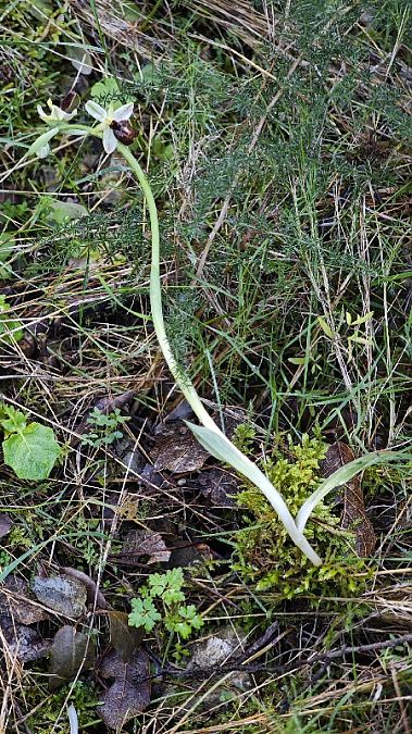 Ophrys arachnitiformis  - Alain Bultez