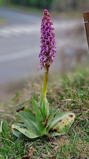 Himantoglossum robertianum  - Michel Gaydier