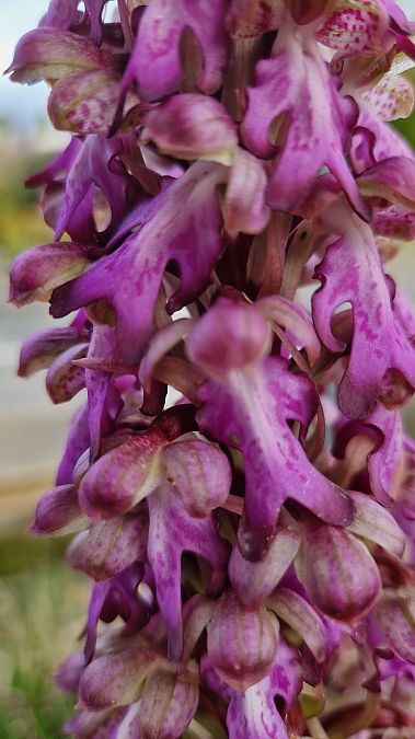 Himantoglossum robertianum  - Michel Gaydier