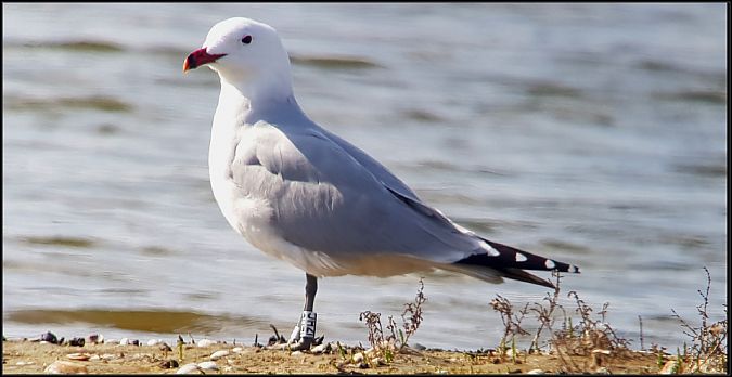 Gabbiano corso  - Giuseppe Di Lieto