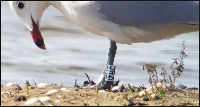 Gabbiano corso  - Giuseppe Di Lieto