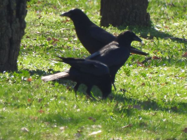 Cornella negra  - Joan Pessarrodona