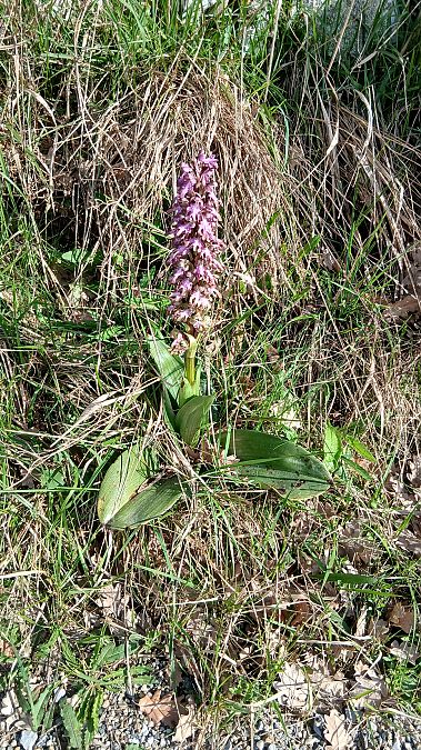 Himantoglossum robertianum  - Gaetan Bottin