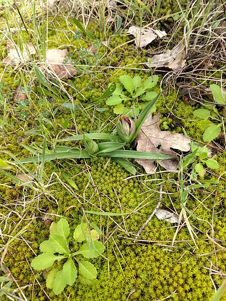 Serapias neglecta  - Hugo Santacreu