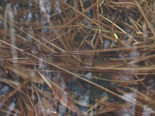 Rana dalmatina  - Alice Funk