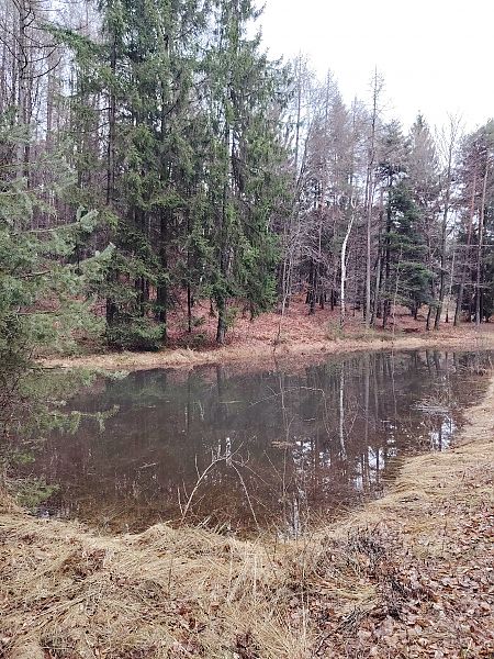 Rana dalmatina  - Alice Funk