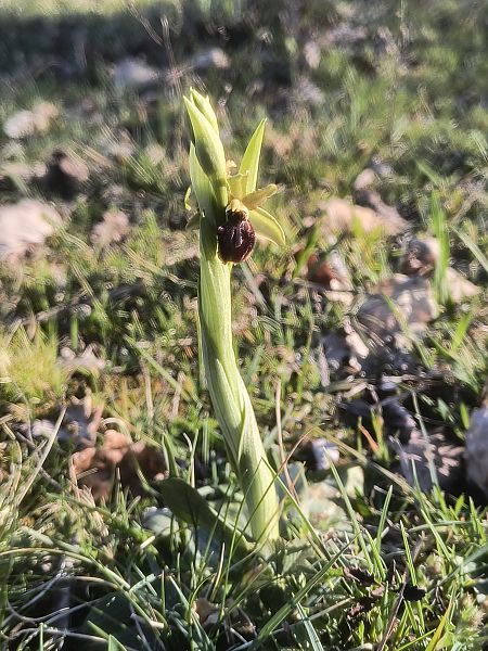 Ophrys occidentalis  - Pimprenelle Ducati