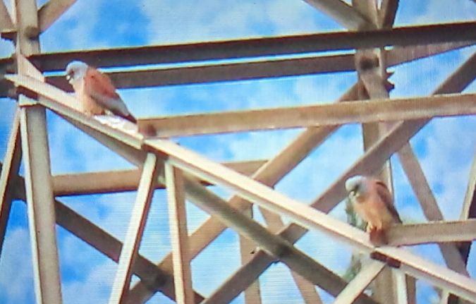 Xoriguer petit  - Ferran Pujol