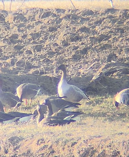 gęś krótkodzioba  - Tomasz Kulakowski