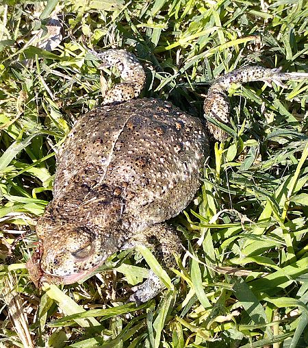 Gripau corredor  - Oriol Cabrero