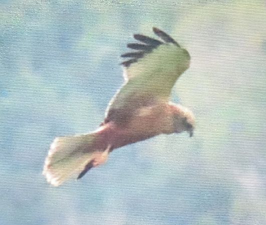 Arpella vulgar  - Ferran Pujol