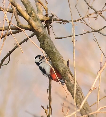Picchio rosso maggiore  - Adelfina Aldrovandi