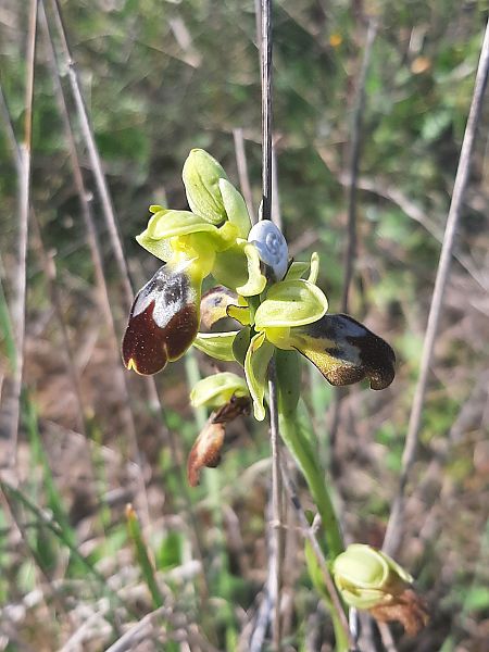 Ophrys forestieri  - Arthur Vignaud
