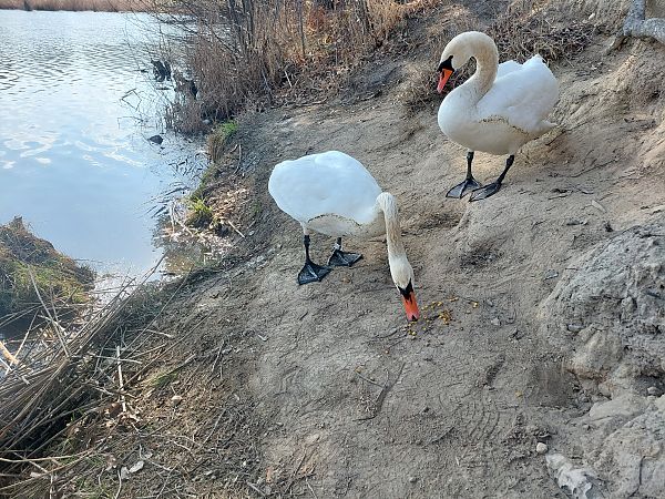 Höckerschwan  - Rafał Walczybok