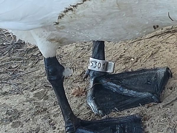 łabędź niemy  - Rafał Walczybok