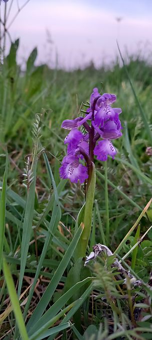 Anacamptis morio  - Natacha Rouzeau