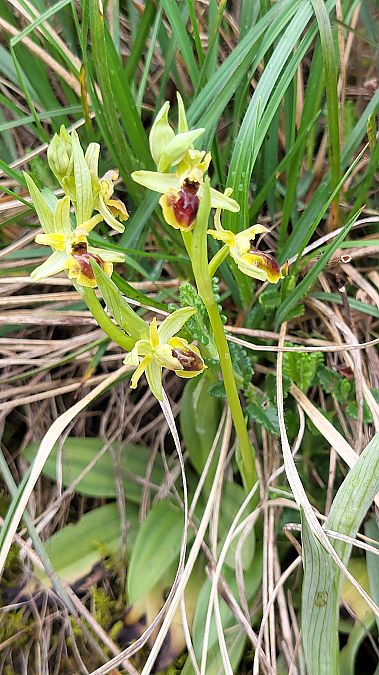 Ophrys araneola  - Thierry Peyraud-Magnin