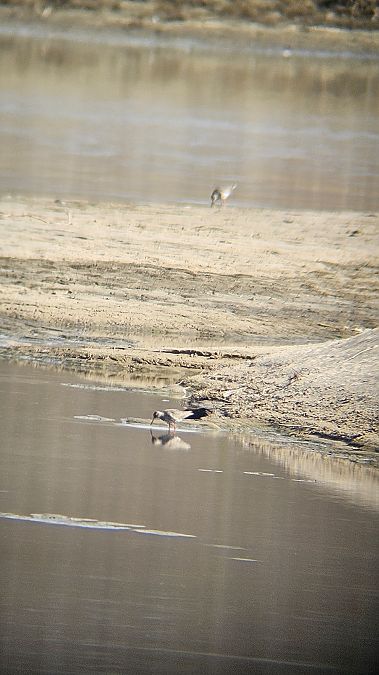 krwawodziób  - Anna Kamilewicz-Wicik