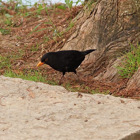 Merlo  - Adelfina Aldrovandi